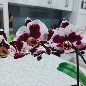 Meet your Posher, Rhonda